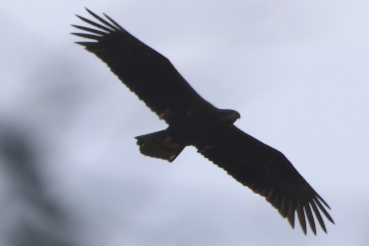 Weißkopf-Seeadler - ML645244092