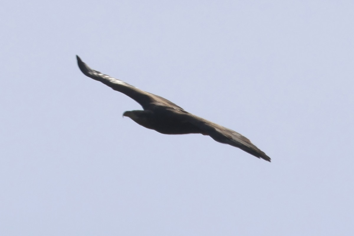 Weißkopf-Seeadler - ML645244093