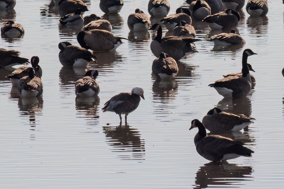 Schneegans - ML645244094