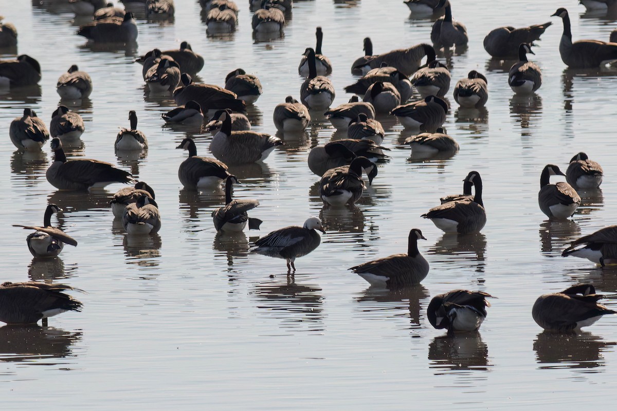 Schneegans - ML645244095