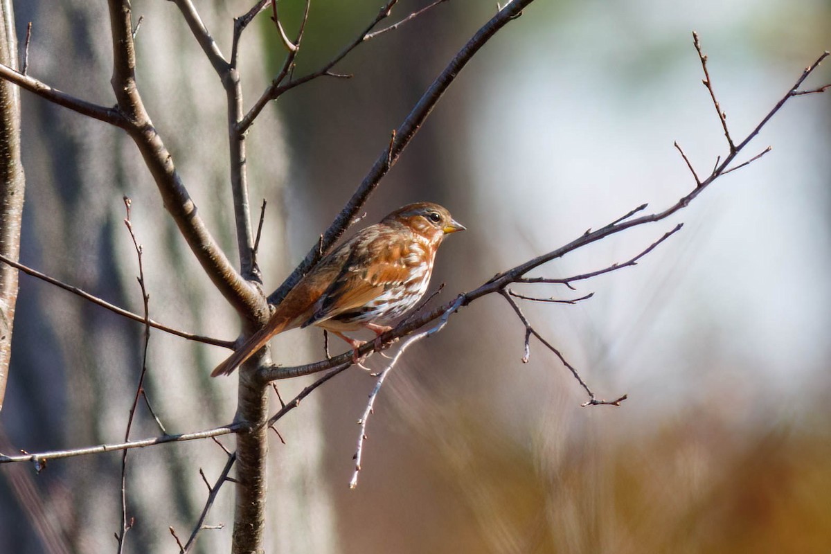 Fuchsammer - ML645244098