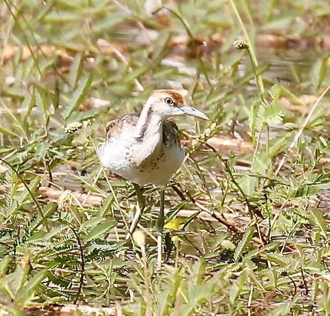 Fasanenblatthühnchen - ML645244099