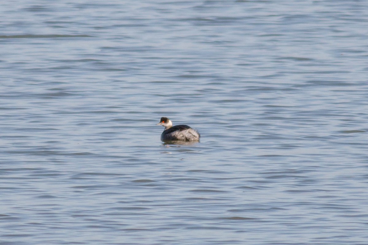 Schwarzhalstaucher - ML645244102