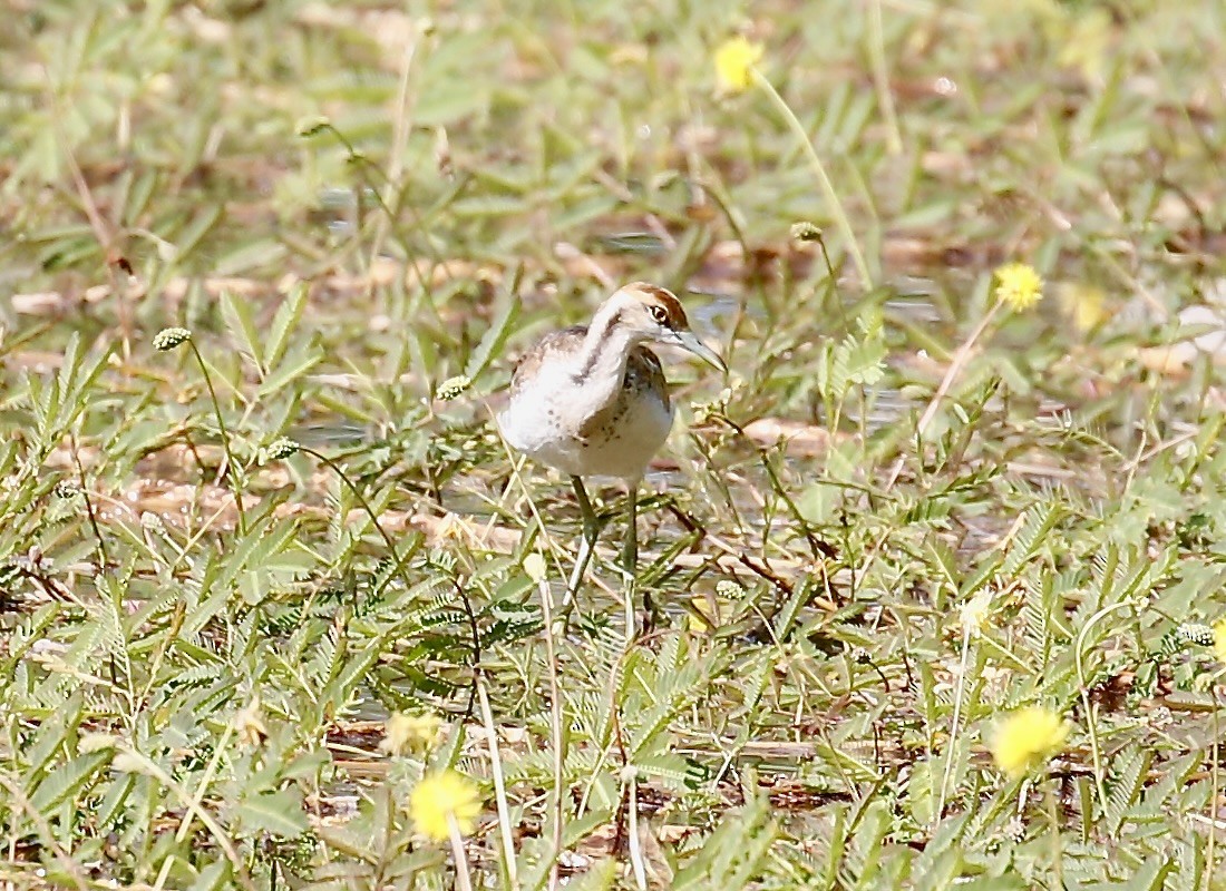 Pheasant-tailed Jacana - ML645244103