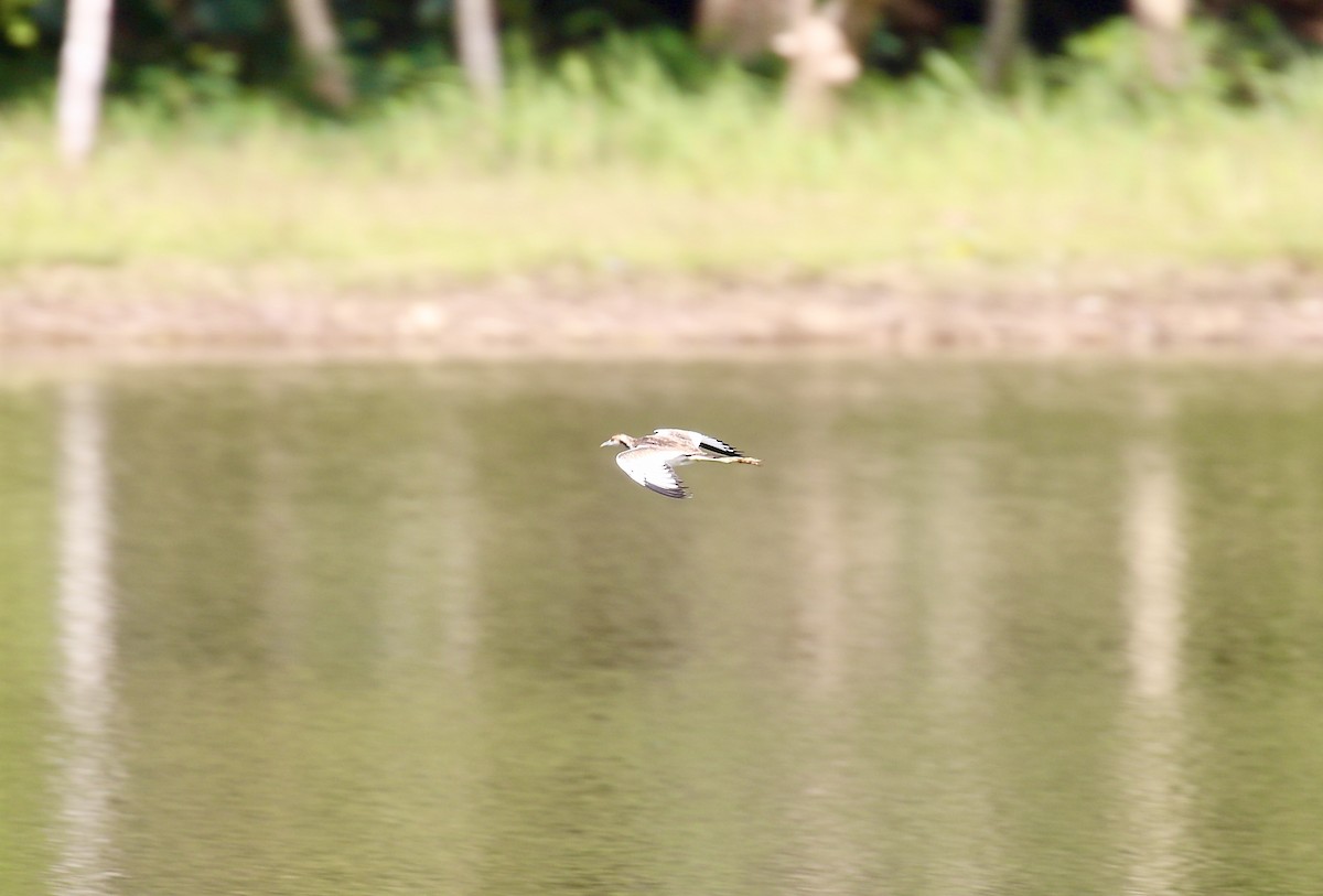 Pheasant-tailed Jacana - ML645244104