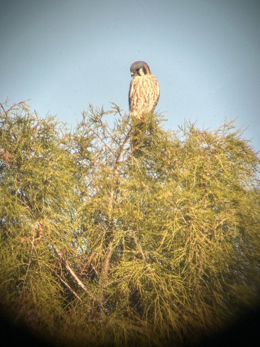 American Kestrel - ML645244106