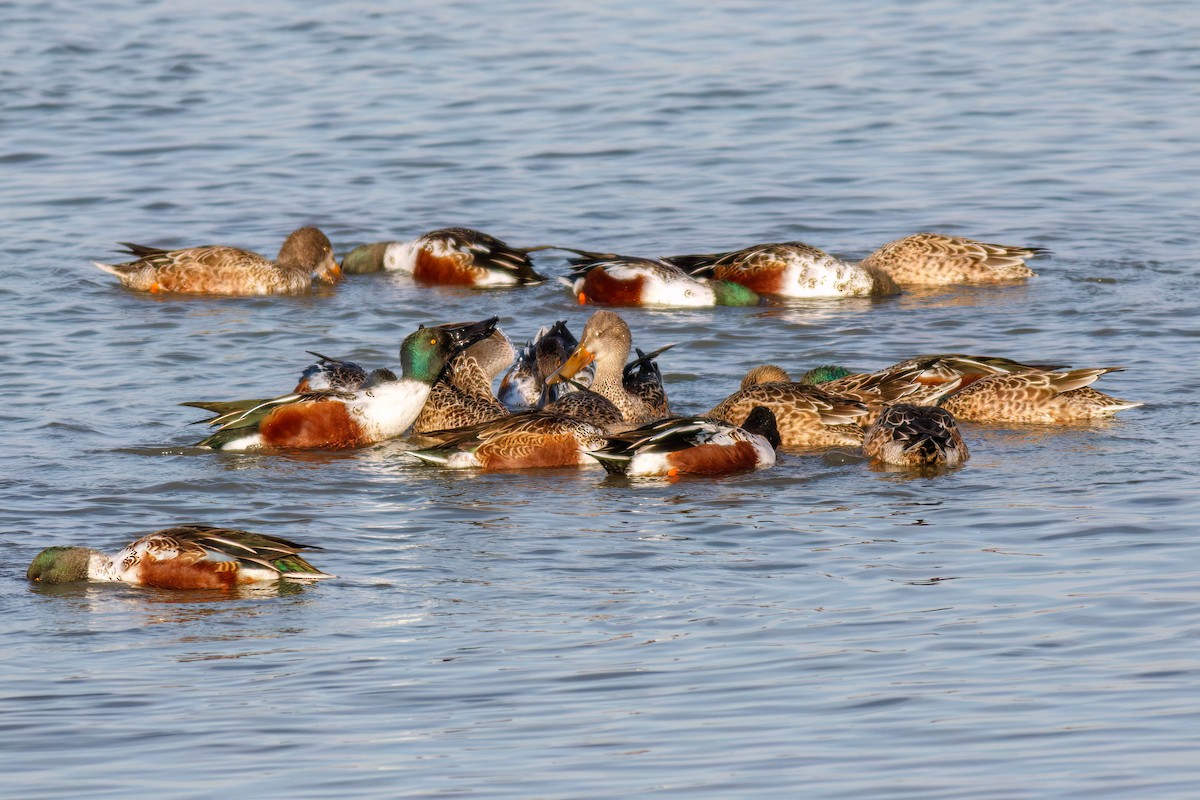 skjeand - ML645244109