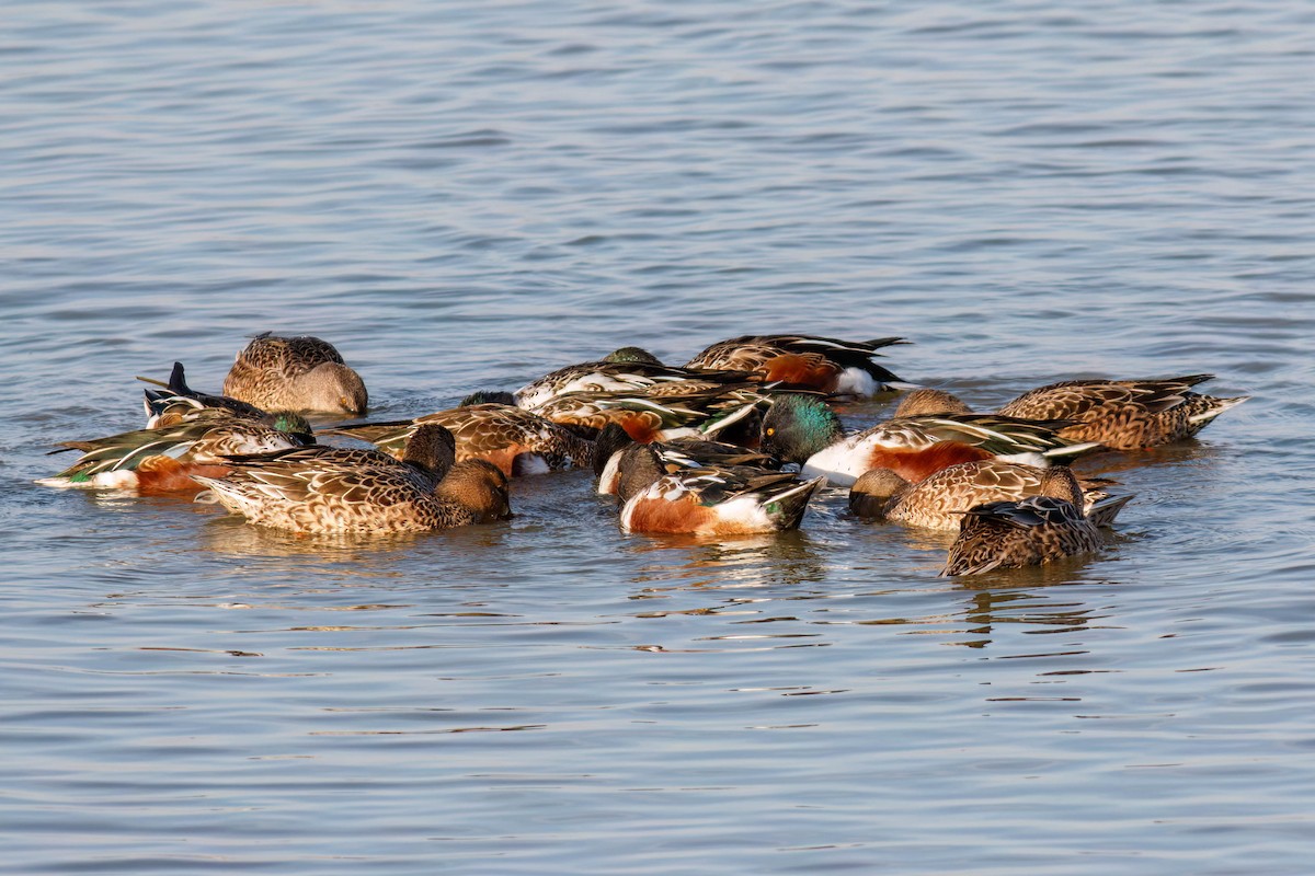 skjeand - ML645244110