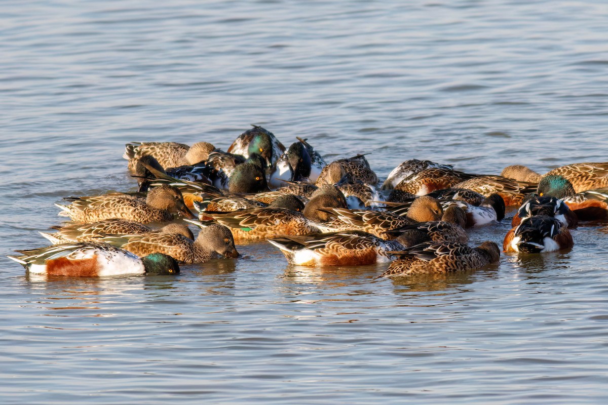 skjeand - ML645244111