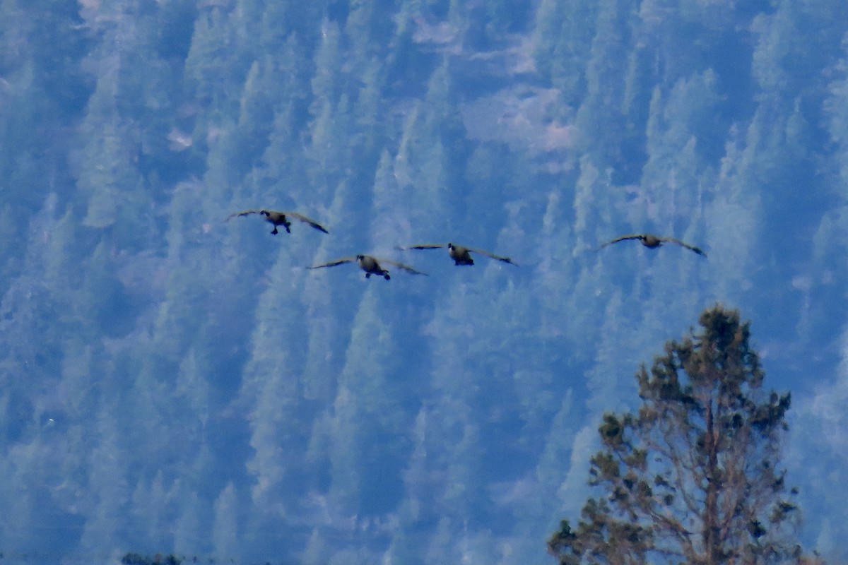 Barnacla Canadiense Grande - ML645244112