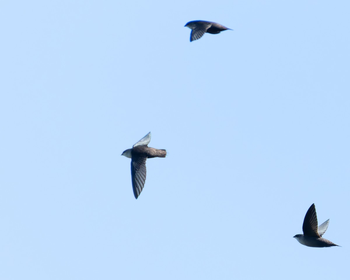 Vaux's Swift - ML645244114