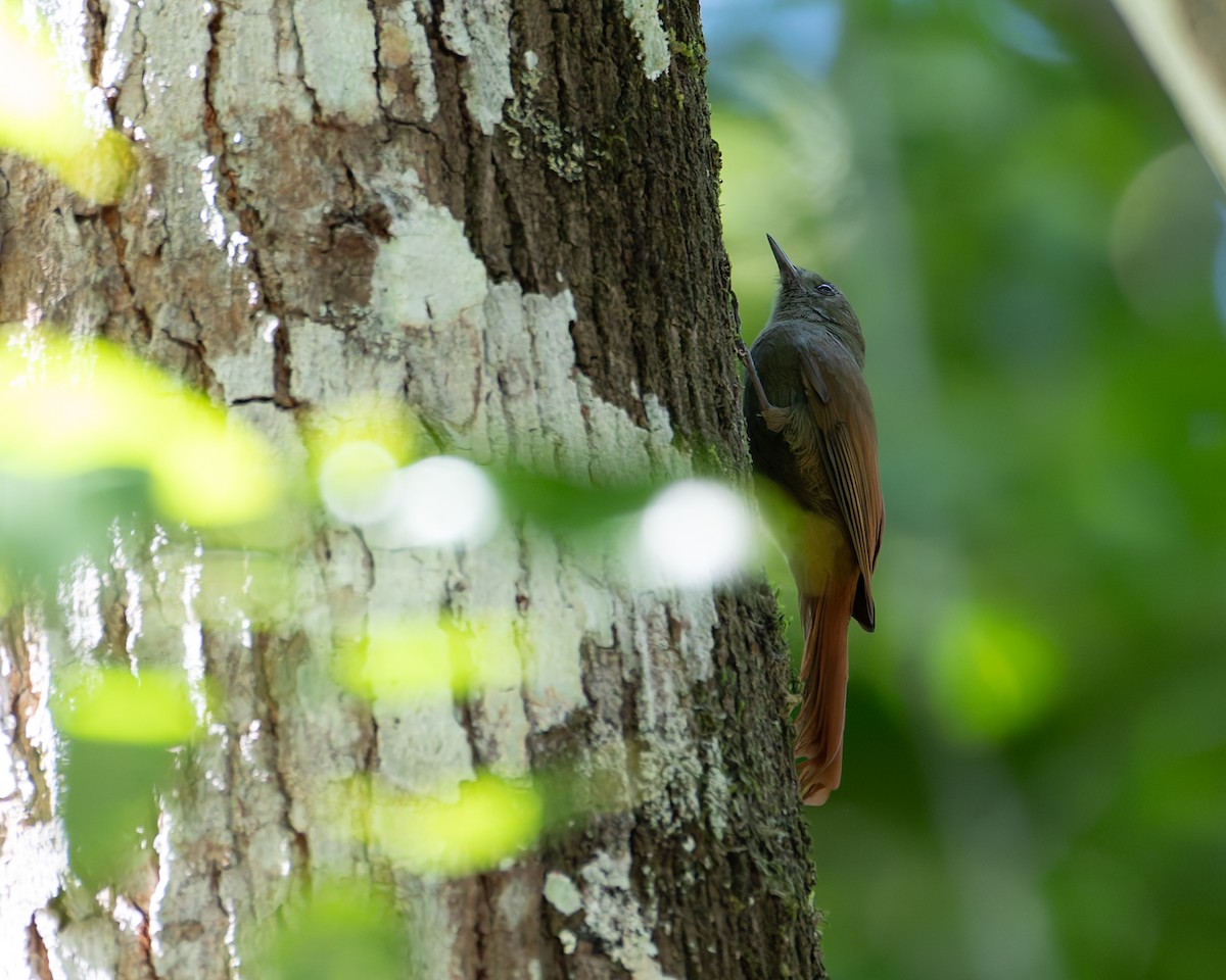 Olivaceous Woodcreeper - ML645244118