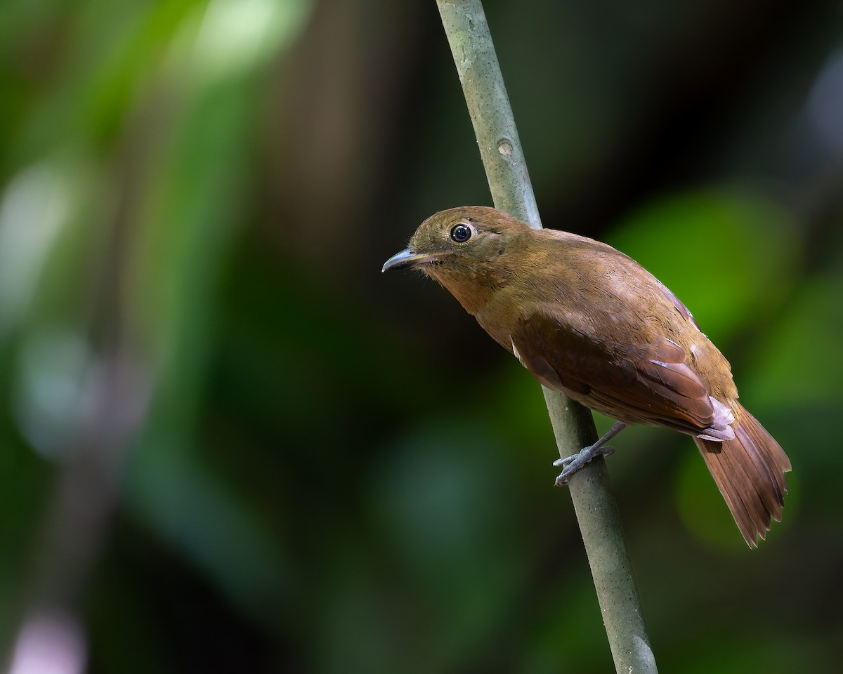 Northern Schiffornis - ML645244120