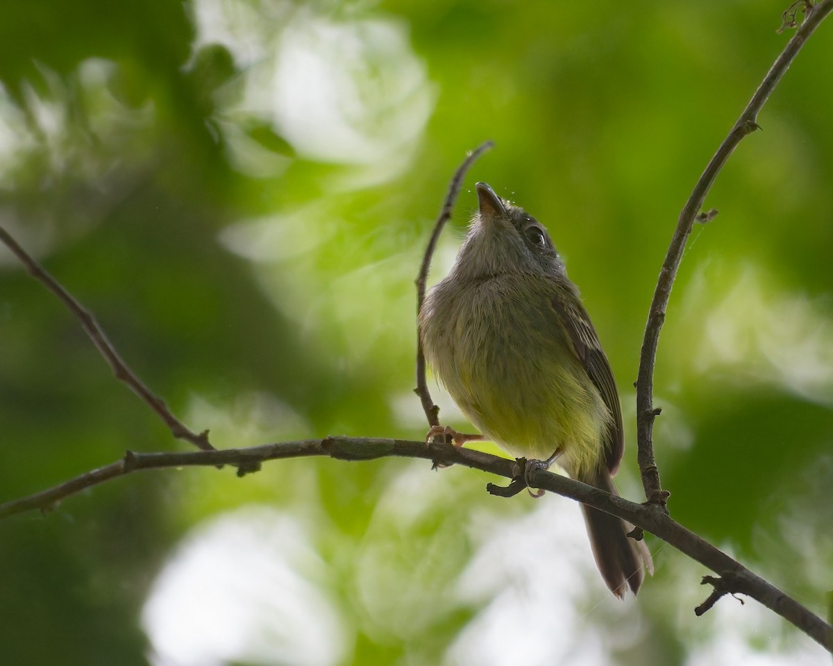 Northern Bentbill - ML645244129