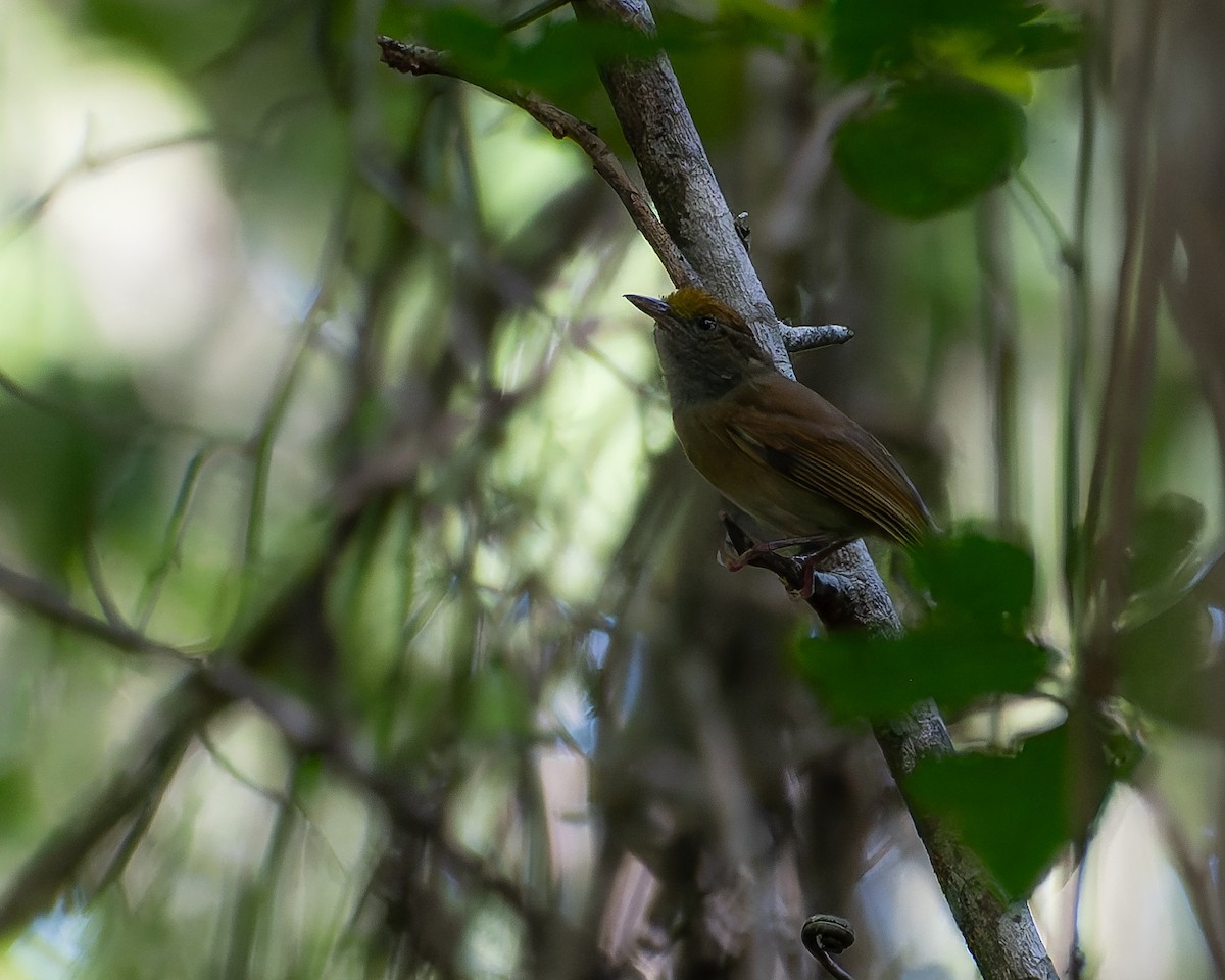 Ochre-crowned Greenlet - ML645244134