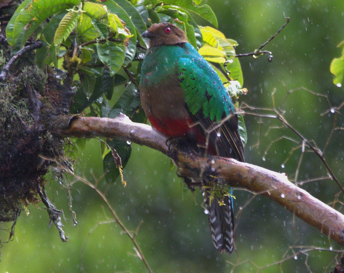 Crested Quetzal - ML645244137