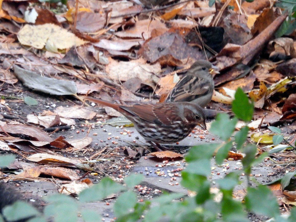 Fox Sparrow - ML645244142