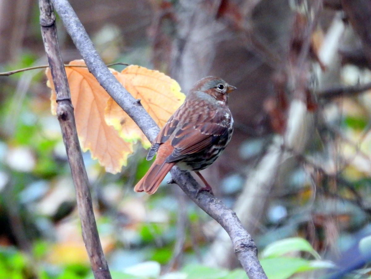 Fox Sparrow - ML645244143