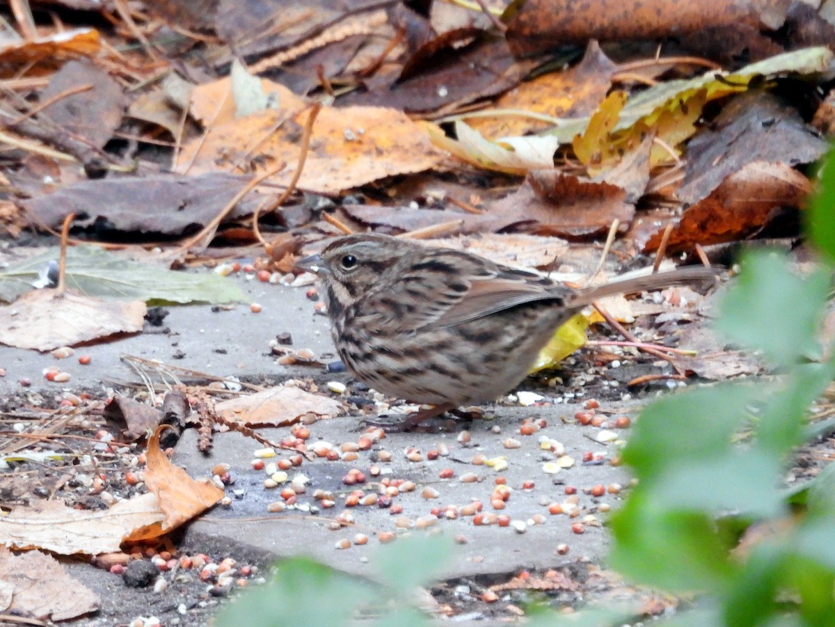Song Sparrow - ML645244147