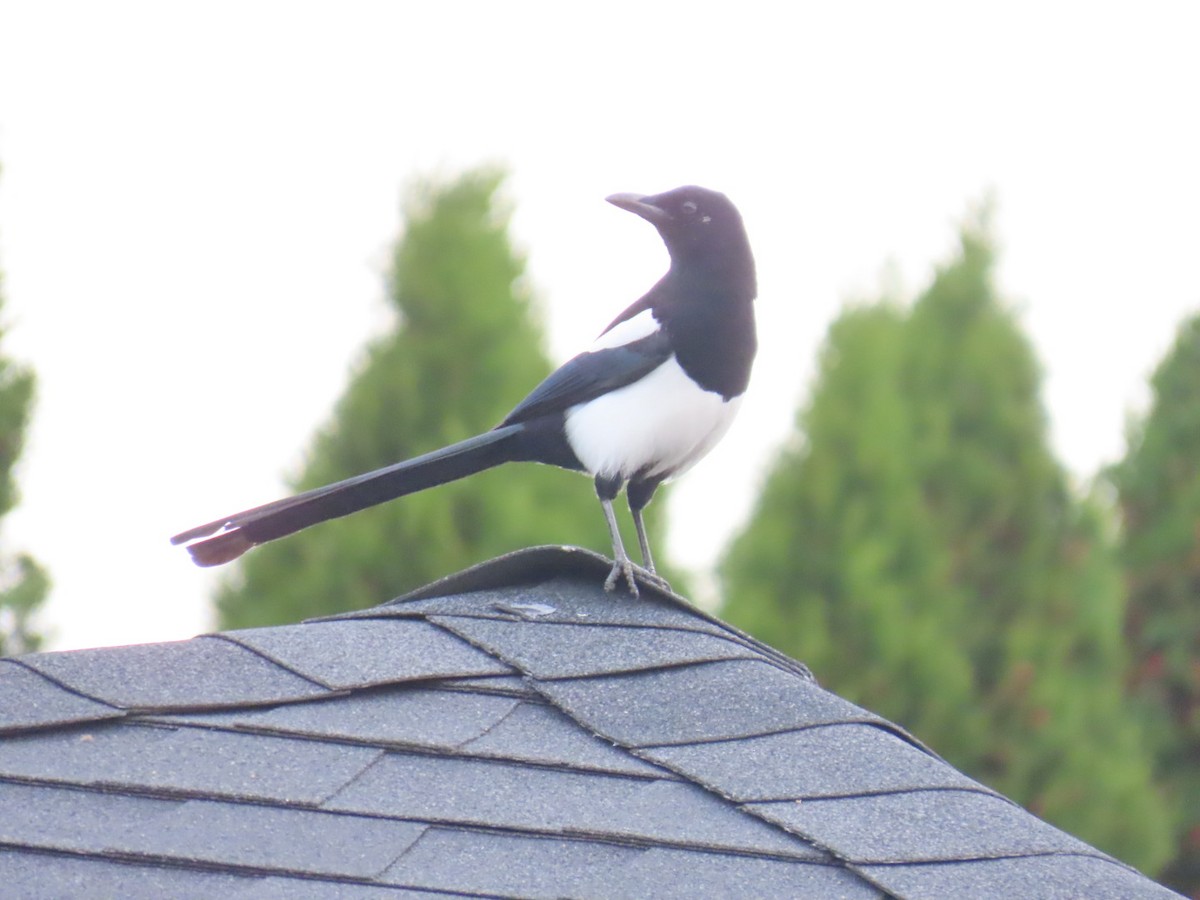 straka americká - ML645244148