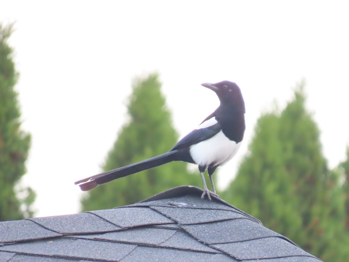 straka americká - ML645244149