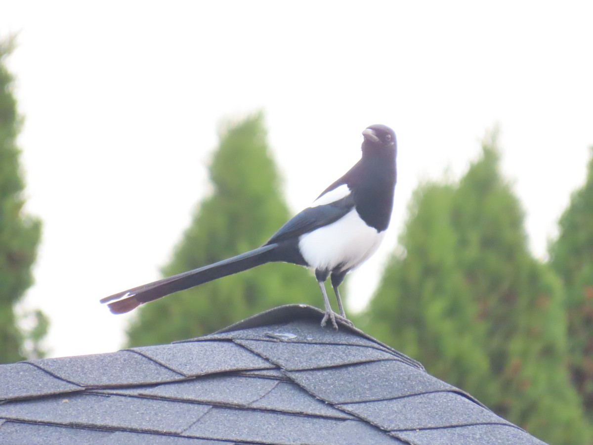 straka americká - ML645244150