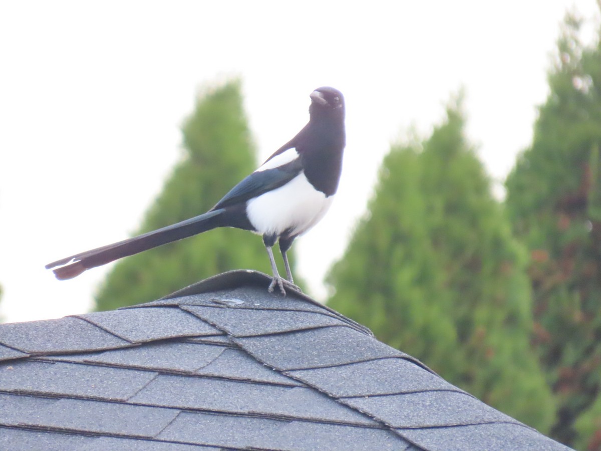 straka americká - ML645244151