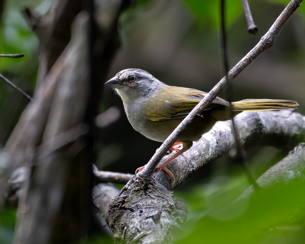 Green-backed Sparrow - ML645244152