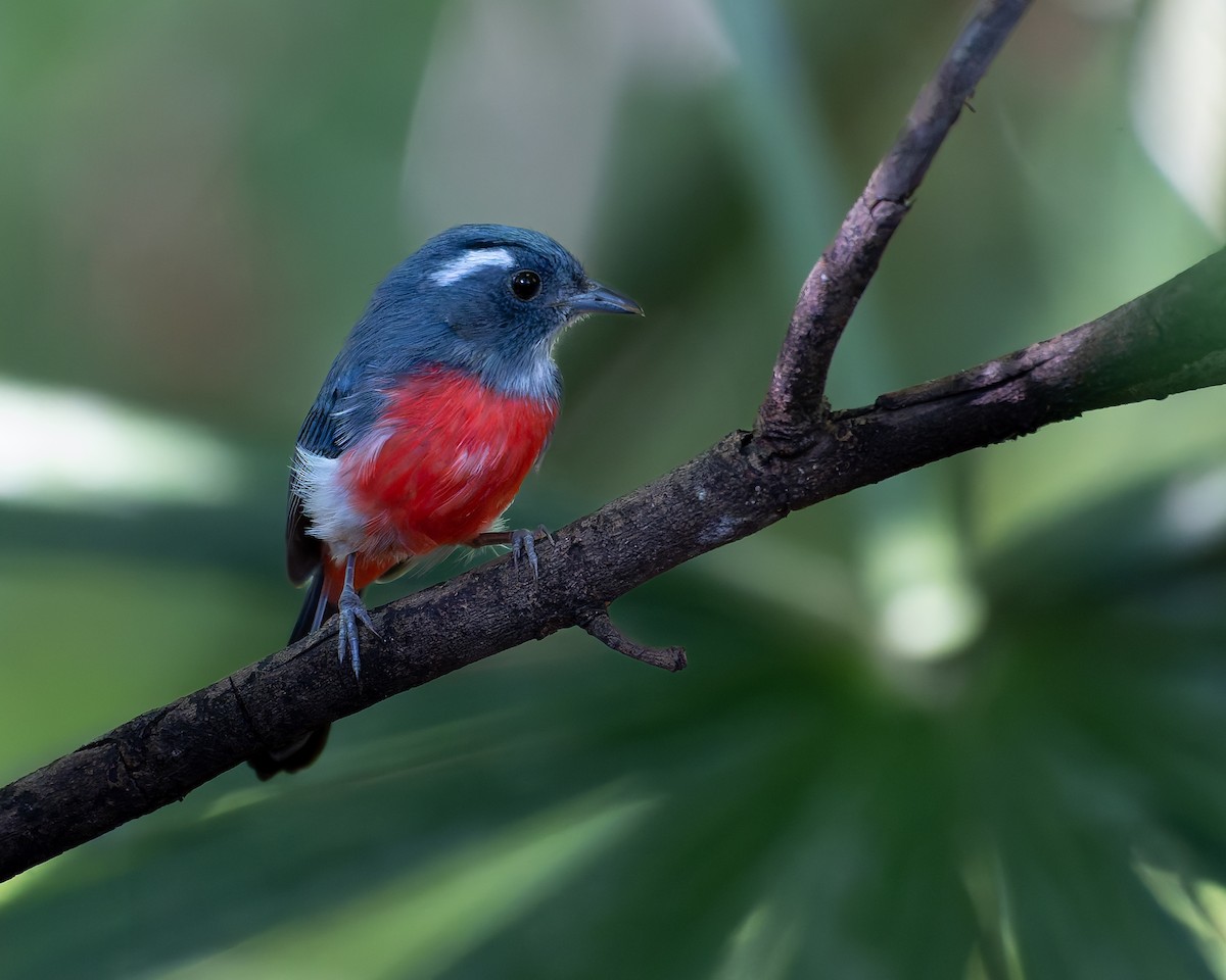 Gray-throated Chat - ML645244153