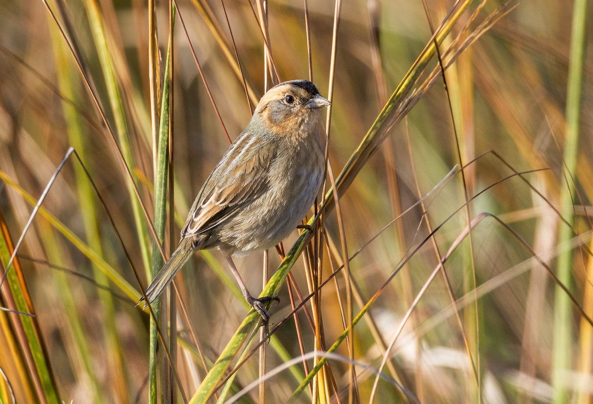 ネルソントゲオヒメドリ - ML645244154