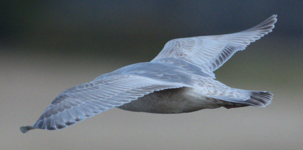 Short-billed Gull - ML645244165