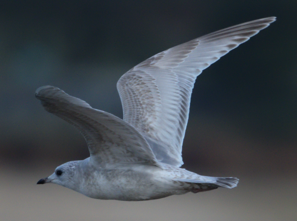 Short-billed Gull - ML645244166