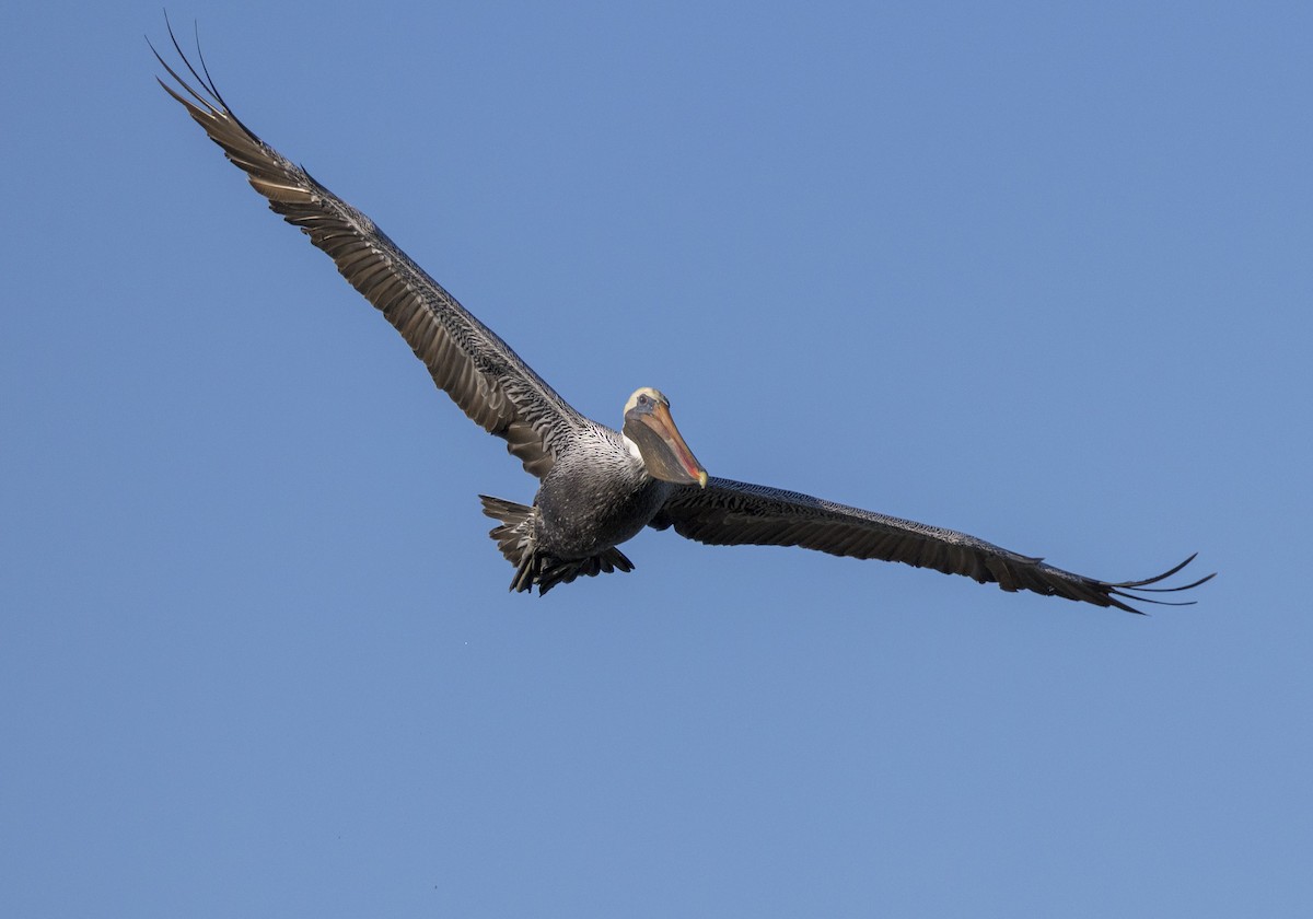 カッショクペリカン - ML645244172