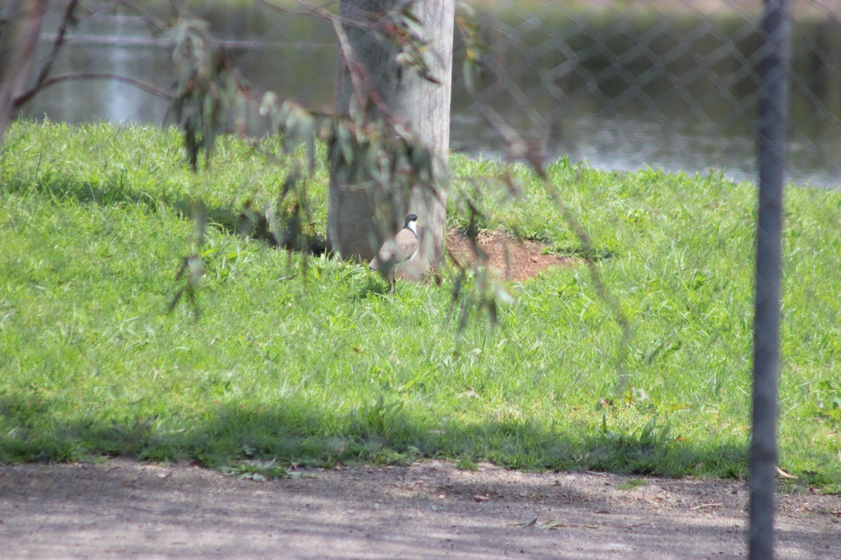 Hegabera maskaraduna - ML645244176