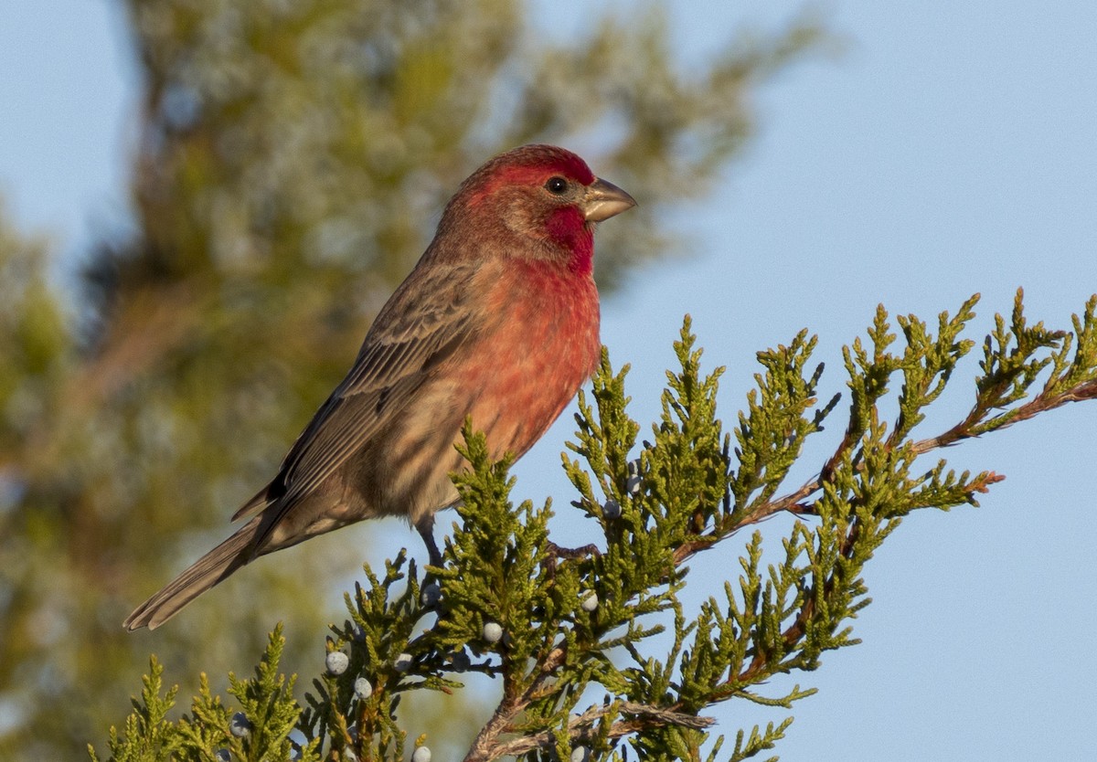 メキシコマシコ - ML645244177