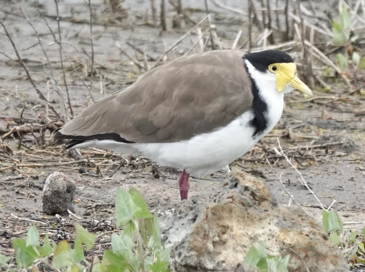 Hegabera maskaraduna - ML645244181