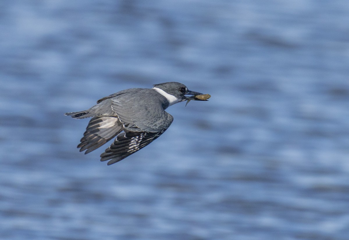 アメリカヤマセミ - ML645244194