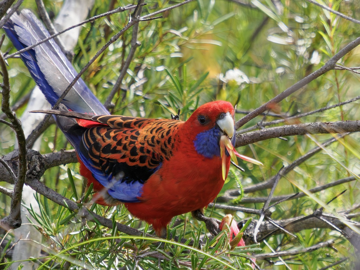 Crimson Rosella - ML645244202