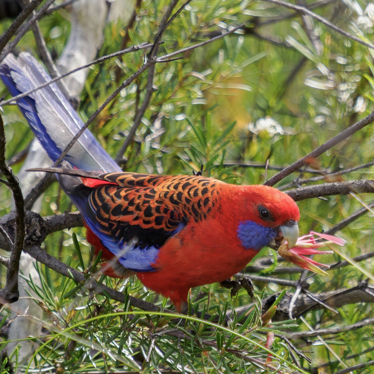 Crimson Rosella - ML645244203