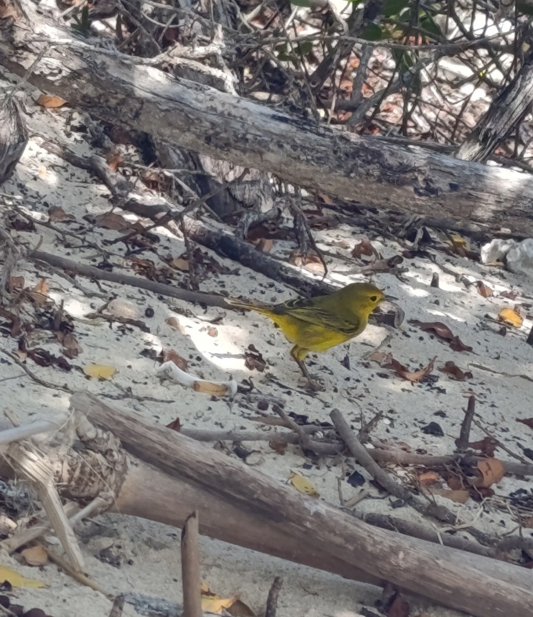 Mangrove Yellow Warbler - ML645244209