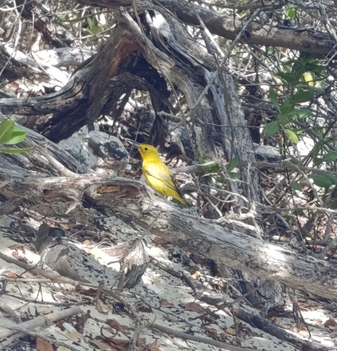 Mangrove Yellow Warbler - ML645244210