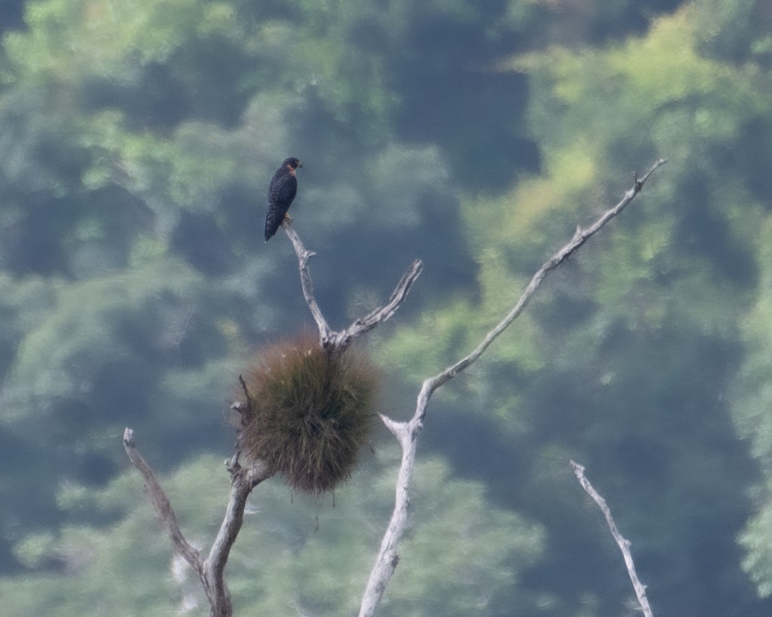 langtåfalk - ML645244224