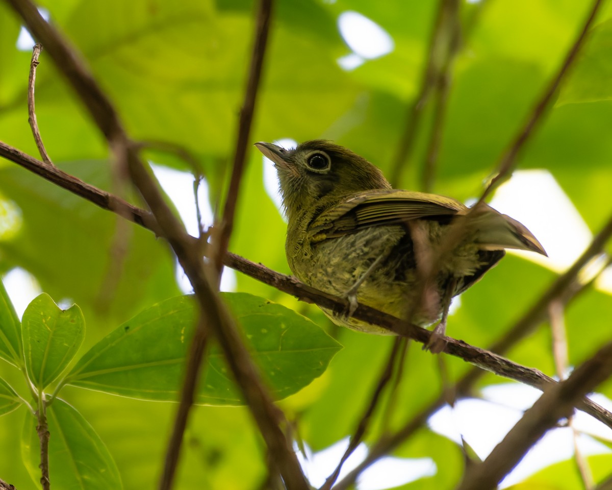 Eye-ringed Flatbill - ML645244244