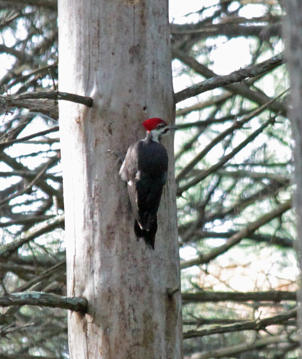 datel chocholatý - ML645244247