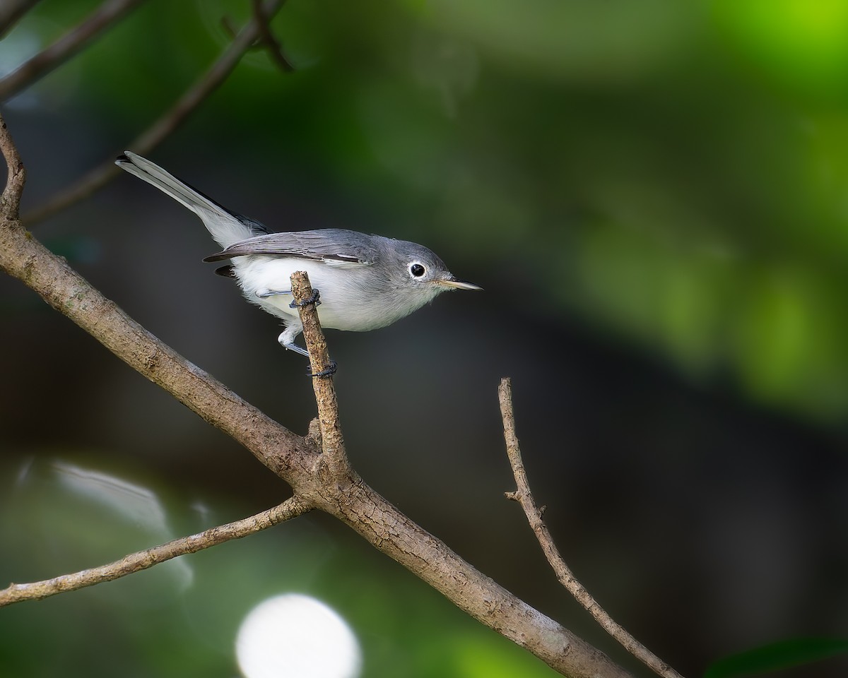 Perlita Grisilla - ML645244248