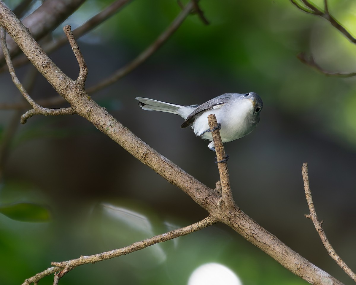 Perlita Grisilla - ML645244249