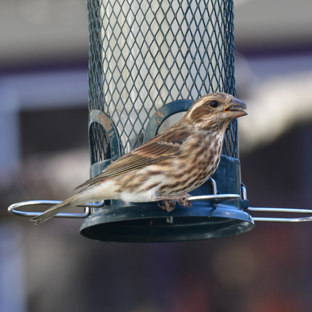 Чечевиця кармінова - ML645244251