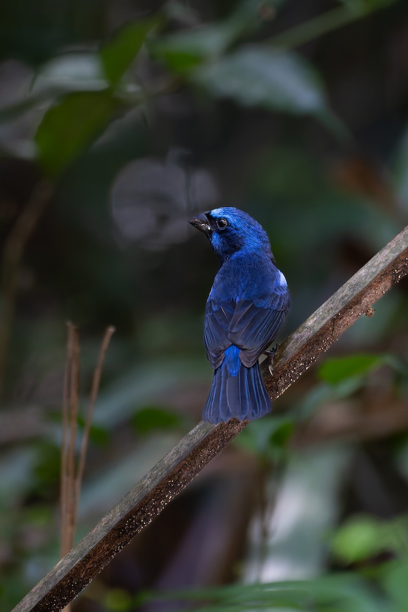 Blue Bunting - ML645244252
