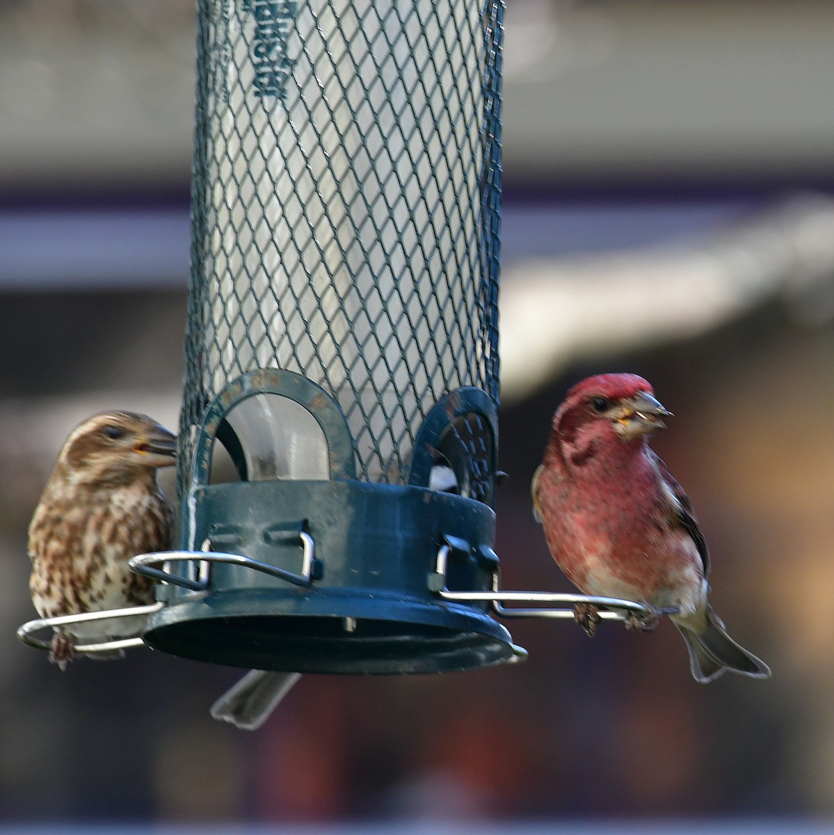 Чечевиця кармінова - ML645244253