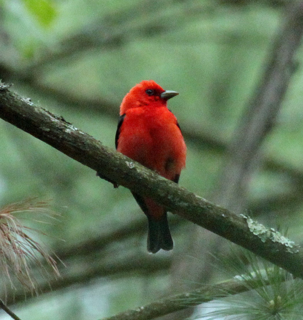 Piranga gorri-beltza - ML645244259